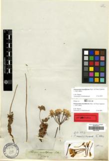 Type specimen at Edinburgh (E). Drège, Jean: . Barcode: E00315154.