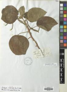 Type specimen at Edinburgh (E). Mathews, Andrew: 1199. Barcode: E00315176.