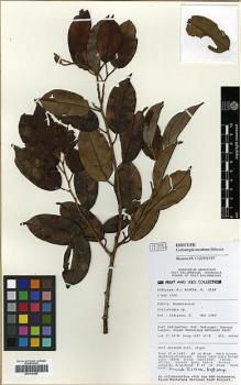 Type specimen at Edinburgh (E). : 1529. Barcode: E00316448.
