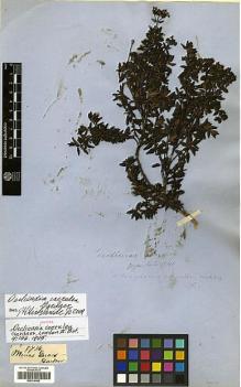 Type specimen at Edinburgh (E). Gardner, George: 5736. Barcode: E00316455.