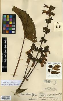 Type specimen at Edinburgh (E). Kingdon-Ward, Francis: 6172. Barcode: E00317508.