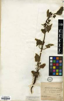 Type specimen at Edinburgh (E). Przewalski, Nikolai: . Barcode: E00317510.