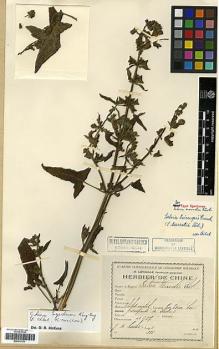 Type specimen at Edinburgh (E). Soulié, Jean: 627. Barcode: E00317511.