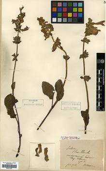 Type specimen at Edinburgh (E). Maire, Edouard-Ernest: . Barcode: E00317518.