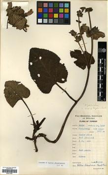 Type specimen at Edinburgh (E). Yu, Tse-tsun: 16938. Barcode: E00317529.