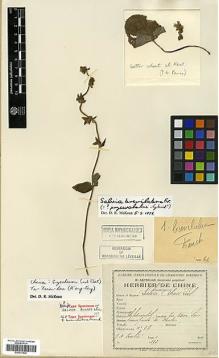 Type specimen at Edinburgh (E). Soulié, Jean: 97. Barcode: E00317534.