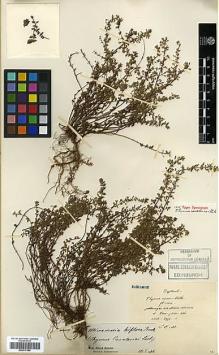 Type specimen at Edinburgh (E). Maire, Edouard-Ernest: . Barcode: E00317540.