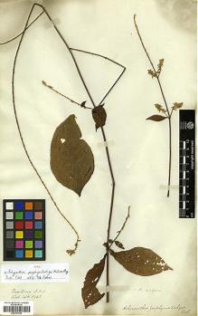 Type specimen at Edinburgh (E). Wallich, Nathaniel: 6925. Barcode: E00317548.