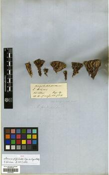 Type specimen at Edinburgh (E). Hooker, Joseph: . Barcode: E00317560.