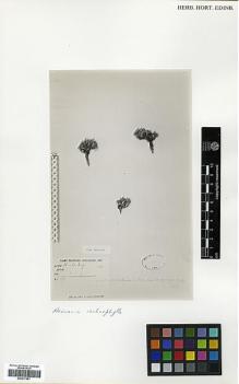 Type specimen at Edinburgh (E). Younghusband, F.: 107. Barcode: E00317561.