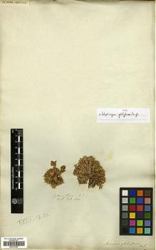 Type specimen at Edinburgh (E). Wallich, Nathaniel: 639. Barcode: E00317565.