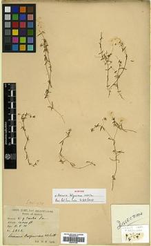 Type specimen at Edinburgh (E). Smith, William: 4222. Barcode: E00317566.