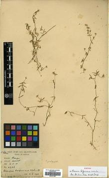 Type specimen at Edinburgh (E). Smith, William: 4246. Barcode: E00317568.