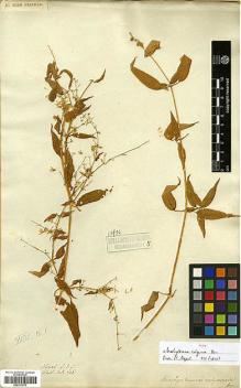 Type specimen at Edinburgh (E). Wallich, Nathaniel: 646. Barcode: E00317572.