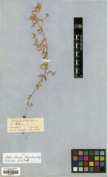 Type specimen at Edinburgh (E). Hooker, Joseph: . Barcode: E00317573.