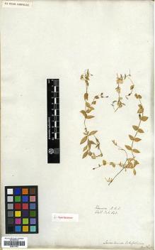 Type specimen at Edinburgh (E). Wallich, Nathaniel: 643. Barcode: E00317574.