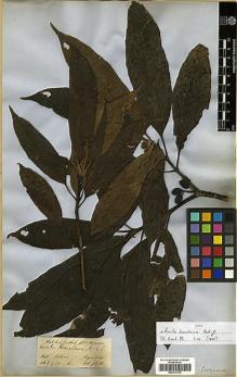 Type specimen at Edinburgh (E). Hooker, Joseph: . Barcode: E00317576.