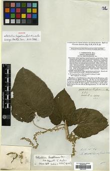 Type specimen at Edinburgh (E). Wallich, Nathaniel: 4352. Barcode: E00317577.