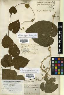 Type specimen at Edinburgh (E). Buchanan-Hamilton, Francis: 2197. Barcode: E00317578.