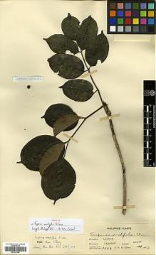 Type specimen at Edinburgh (E). Elmer, Adolph: 8088. Barcode: E00317580.