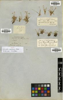 Type specimen at Edinburgh (E). Wallich, Nathaniel: 6081(A). Barcode: E00317591.