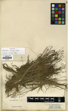 Type specimen at Edinburgh (E). Wight, Robert: 2369. Barcode: E00317603.