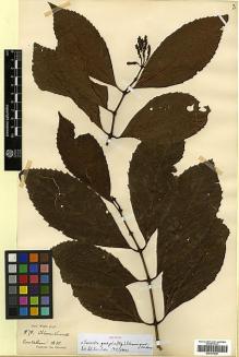 Type specimen at Edinburgh (E). Wight, Robert: 878. Barcode: E00317625.