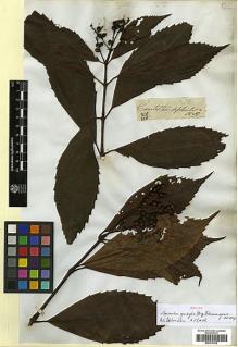 Type specimen at Edinburgh (E). Wight, Robert: 878. Barcode: E00317626.