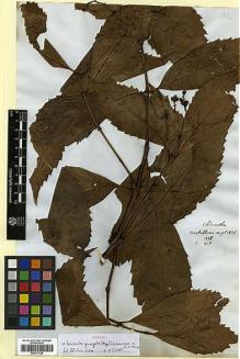 Type specimen at Edinburgh (E). Wight, Robert: 878. Barcode: E00317628.