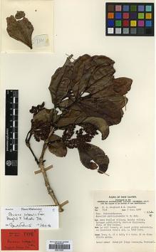 Type specimen at Edinburgh (E). Hoogland, R.D. & Schodde, R.: 7331. Barcode: E00317629.
