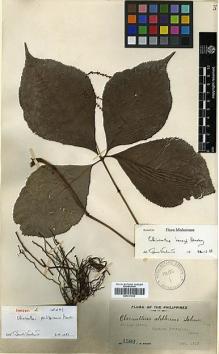 Type specimen at Edinburgh (E). Weber, Charles: 1582. Barcode: E00317630.