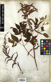 Type specimen at Edinburgh (E). Wallich, Nathaniel: 706. Barcode: E00317632.