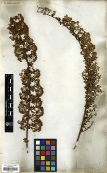 Type specimen at Edinburgh (E). Wallich, Nathaniel: 699. Barcode: E00317641.