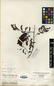 Type specimen at Edinburgh (E). Buchanan-Hamilton, Francis: 2354. Barcode: E00317645.