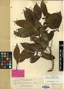 Type specimen at Edinburgh (E). Elmer, Adolph: 13465. Barcode: E00317649.