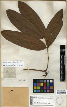 Type specimen at Edinburgh (E). Roxburgh, William: . Barcode: E00317651.