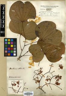 Type specimen at Edinburgh (E). Buchanan-Hamilton, Francis: 997. Barcode: E00317659.