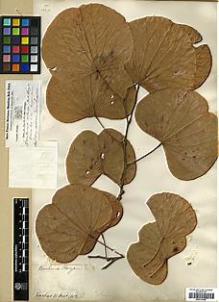 Type specimen at Edinburgh (E). Buchanan-Hamilton, Francis: 997. Barcode: E00317660.