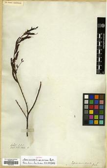 Type specimen at Edinburgh (E). Wallich, Nathaniel: 5322.B. Barcode: E00317671.
