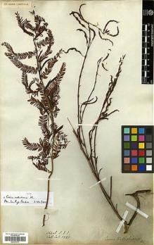 Type specimen at Edinburgh (E). Wallich, Nathaniel: 5320. Barcode: E00317673.
