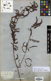 Type specimen at Edinburgh (E). Wallich, Nathaniel: 5320. Barcode: E00317674.