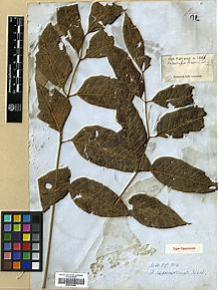 Type specimen at Edinburgh (E). Wight, Robert: 2466. Barcode: E00317680.