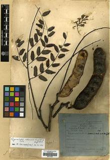 Type specimen at Edinburgh (E). Kanjilal, Upendranath: 7624. Barcode: E00317682.