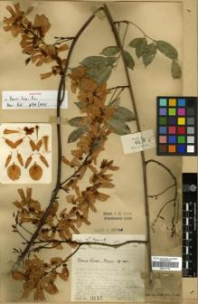 Type specimen at Edinburgh (E). Lace, John: 6115. Barcode: E00317705.