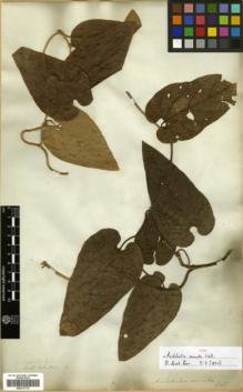 Type specimen at Edinburgh (E). Wallich, Nathaniel: 2707.B. Barcode: E00317712.