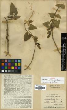 Type specimen at Edinburgh (E). Lace, John: 1543. Barcode: E00317713.