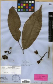 Type specimen at Edinburgh (E). Lobb, Thomas: 289. Barcode: E00317720.
