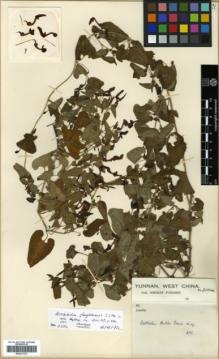 Type specimen at Edinburgh (E). Forrest, George: 30046. Barcode: E00317721.