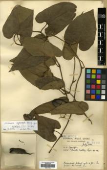 Type specimen at Edinburgh (E). Forrest, George: 8703. Barcode: E00317722.