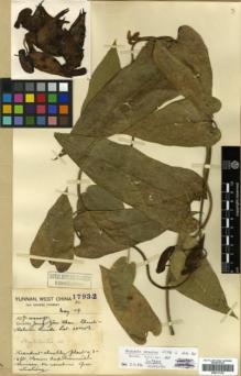 Type specimen at Edinburgh (E). Forrest, George: 17932. Barcode: E00317725.